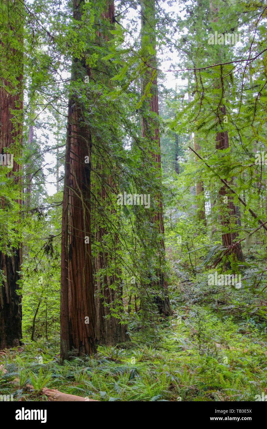 Marsh Memorial Grove, Jedediah Smith Redwoods State Park, California, CA, USA Stockfoto