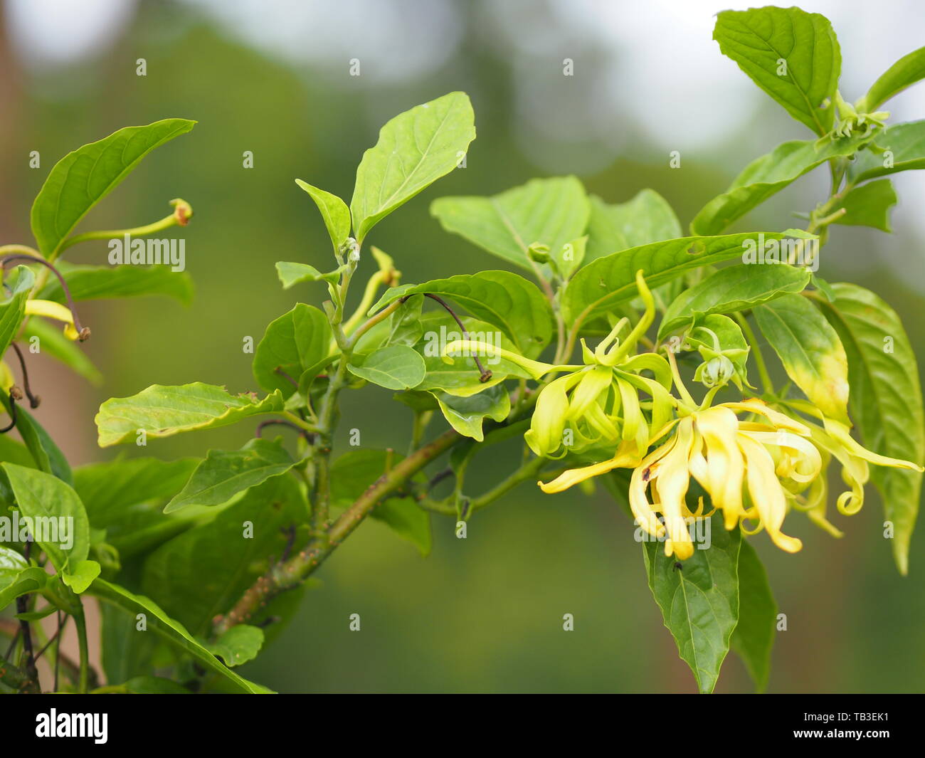 Cananga odorata ylang-ylang Name der Blume Wellen grauer Rinde Blumenstrauß in einem Cluster gelb oder grün Blütenblätter sind duftende Stockfoto