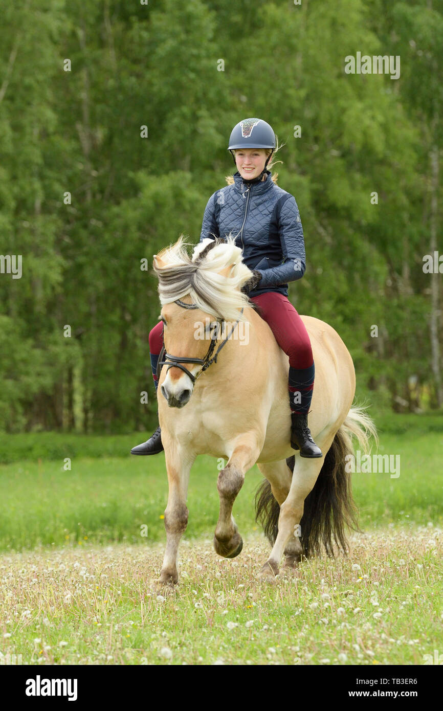 Reiten ohne Sattel auf einem Norwegischen Fjord Pferd
