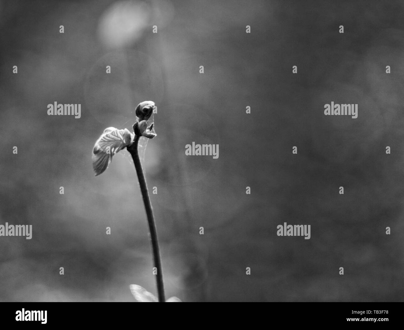 Ungeöffnete Knospen an einem Baum im Frühjahr Wald, Moskau Stockfoto