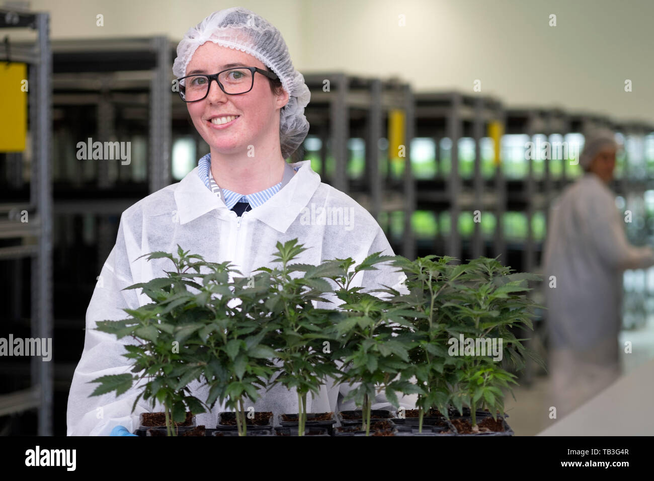 Weibliche Arbeitnehmer halten Cannabis Pflanzen auf industriellem Cannabis Plantage farm Green House Stockfoto