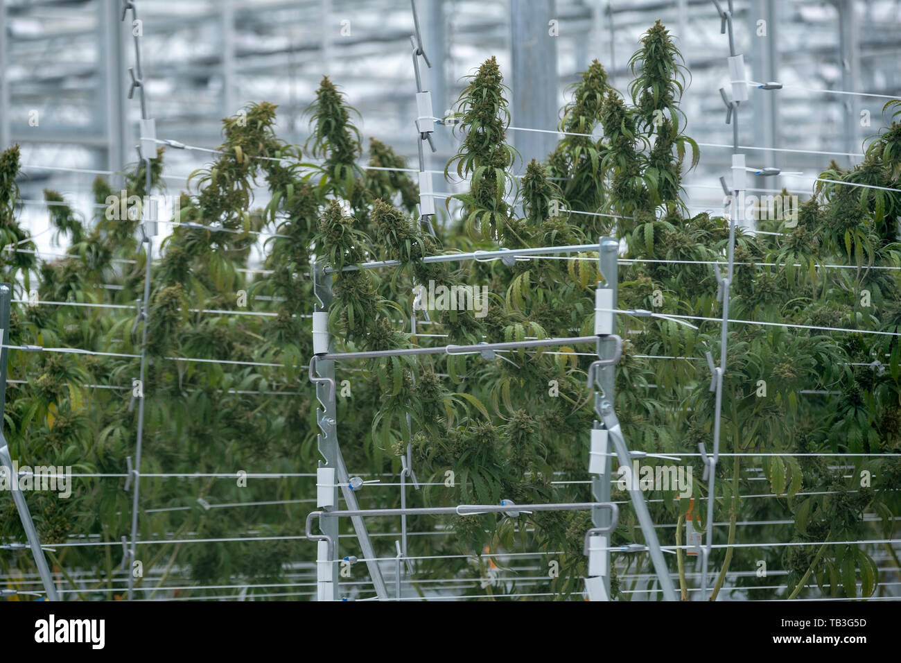 Industrielle cannabis Plantage farm Green House Stockfoto