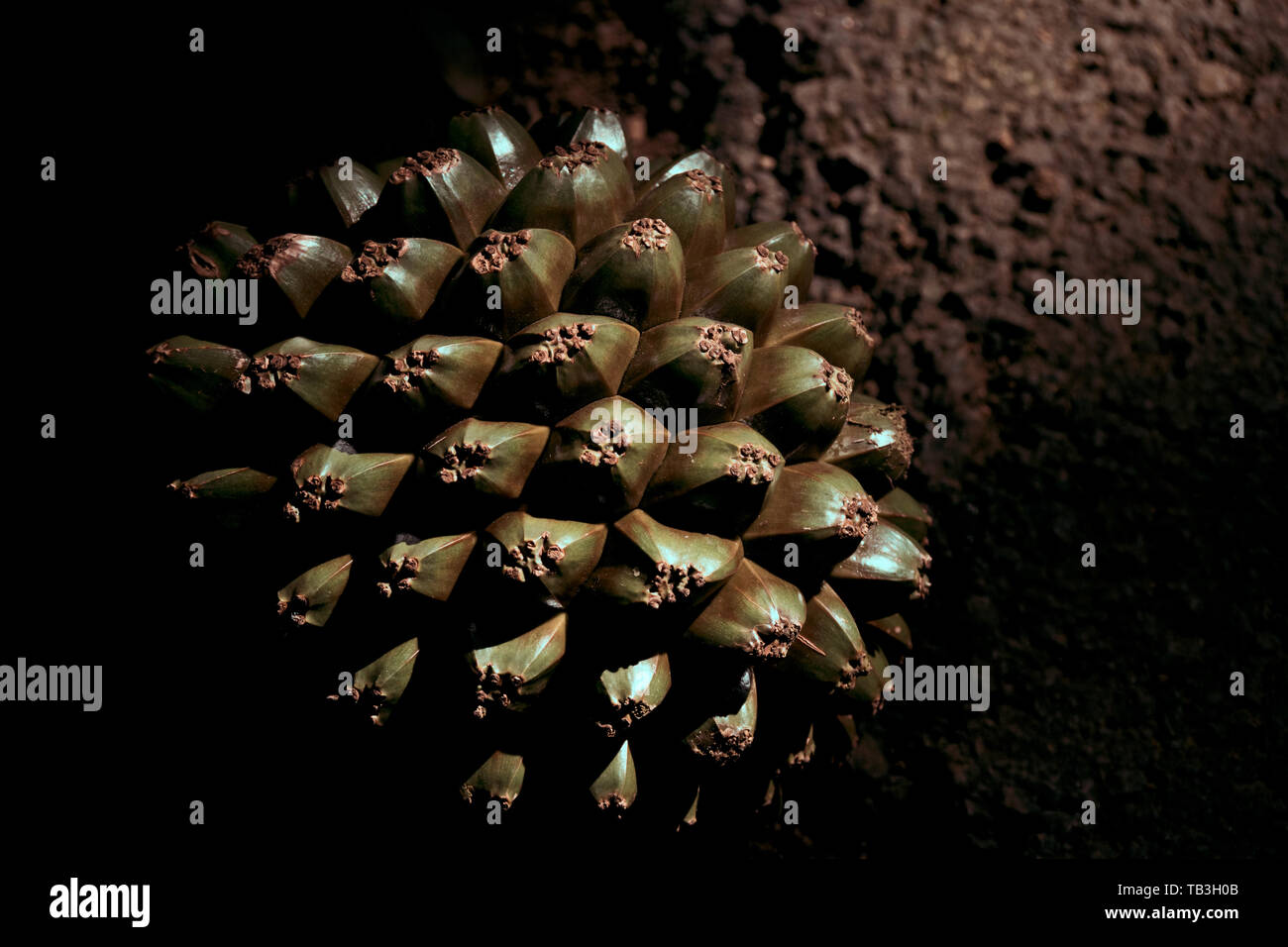 Frucht des Pandanus utilis Stockfoto