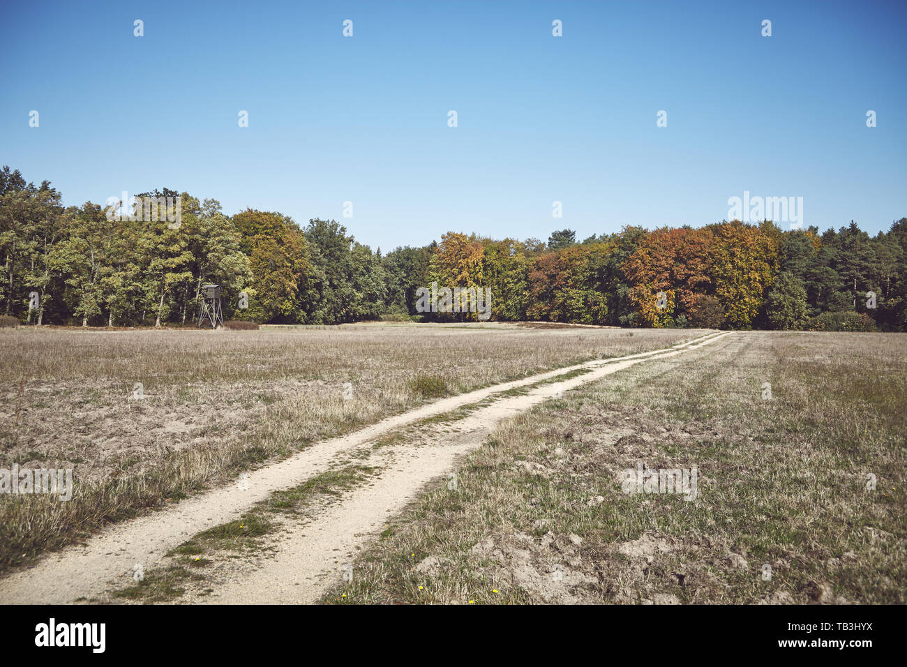Retro getonten Bild von einem Feldweg in Richtung Wald führt. Stockfoto