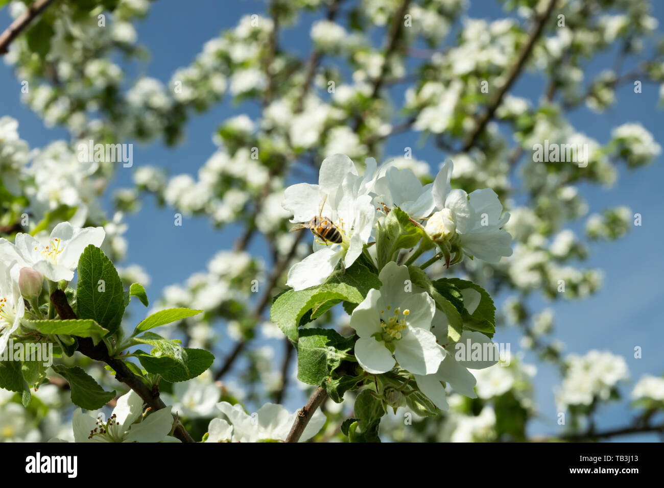Honigbiene bestäubt Apfelblüte im Frühling Garten Stockfoto