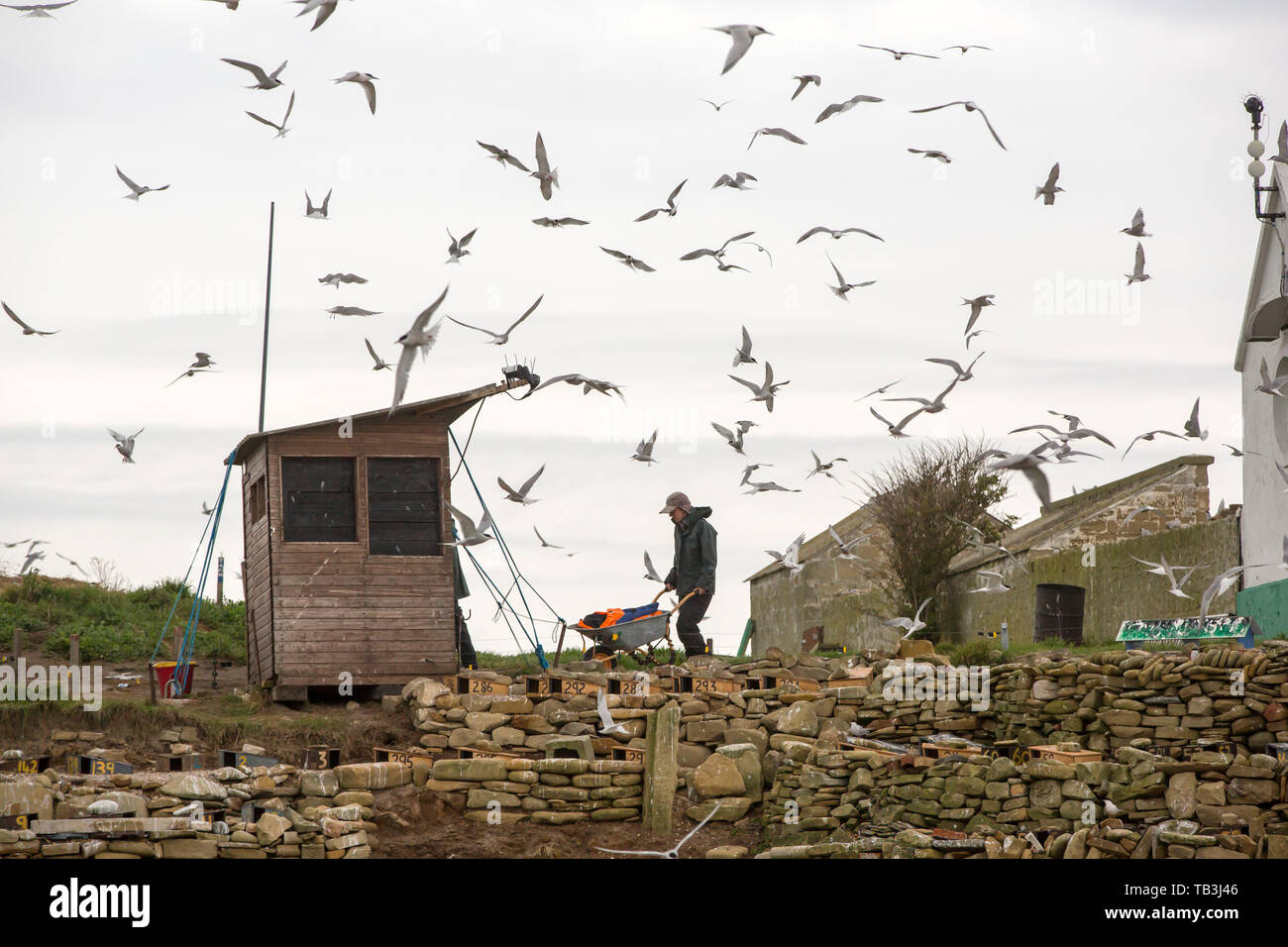 Coquet Insel weg Schlendern auf der Northumberland Küste, ist ein rspb Vogelschutzgebiet und die Heimat von etwa 95% aller die Zucht Roseate Seeschwalben im Britischen I Stockfoto