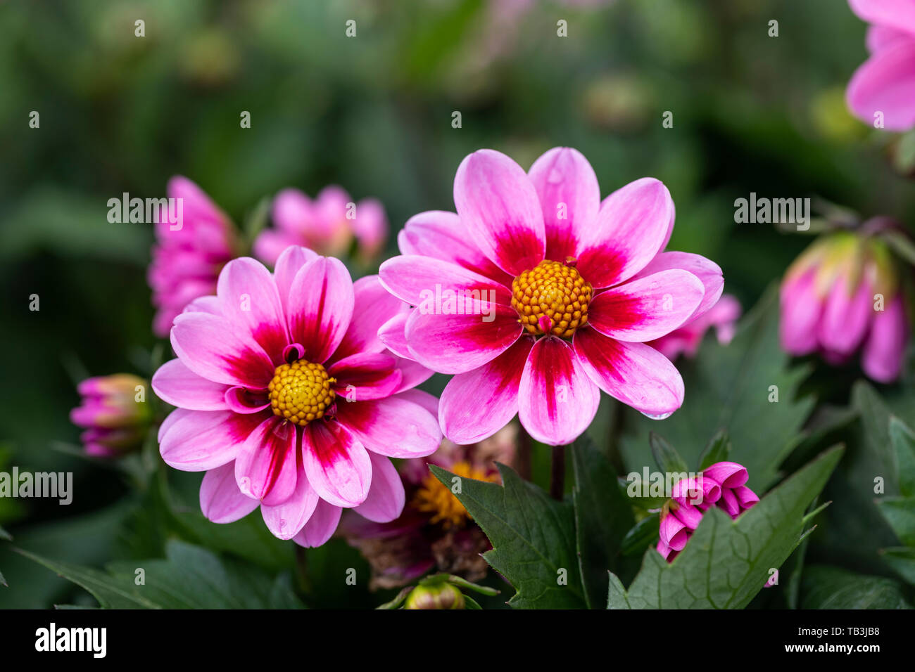 Nahaufnahme von Dahlia 'Amazone' (Dahlia 'Amazone'), die in einem englischen Garten blüht, England, Großbritannien Stockfoto