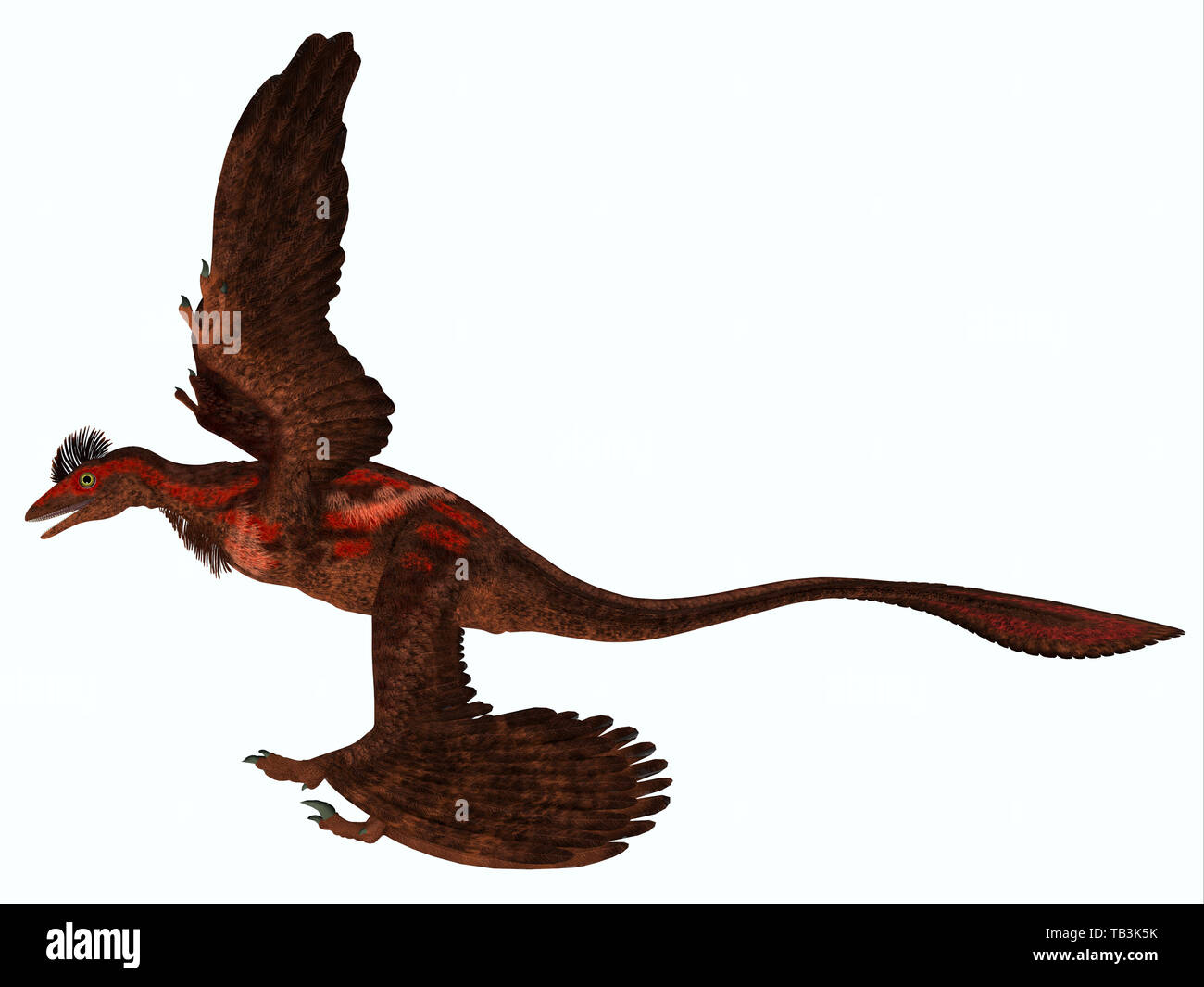 Microraptor Seite Profil - microraptor war eine fleischfressende fliegende Reptilien, die in China und der Mongolei in der Kreidezeit lebten. Stockfoto