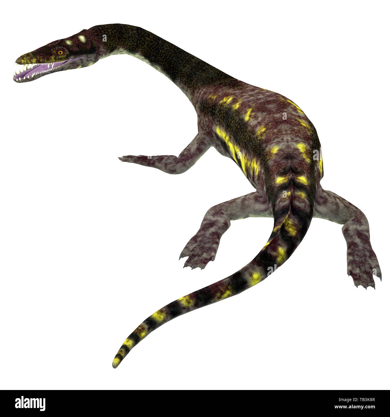 Nothosaurus Reptile Schwanz - nothosaurus war eine fleischfressende aquatische Reptilien, die in der Trias Meere von Nordafrika, Europa und China gelebt. Stockfoto