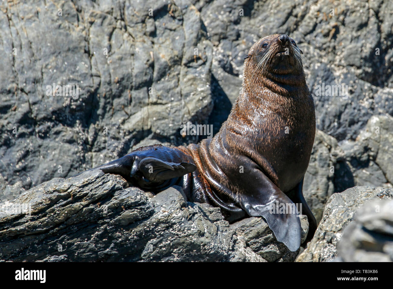 Der Neuseeländische Seelöwe (Phocarctos hookeri), auch "Hooker Seelöwe bekannt und whakahao in Māori. Stockfoto