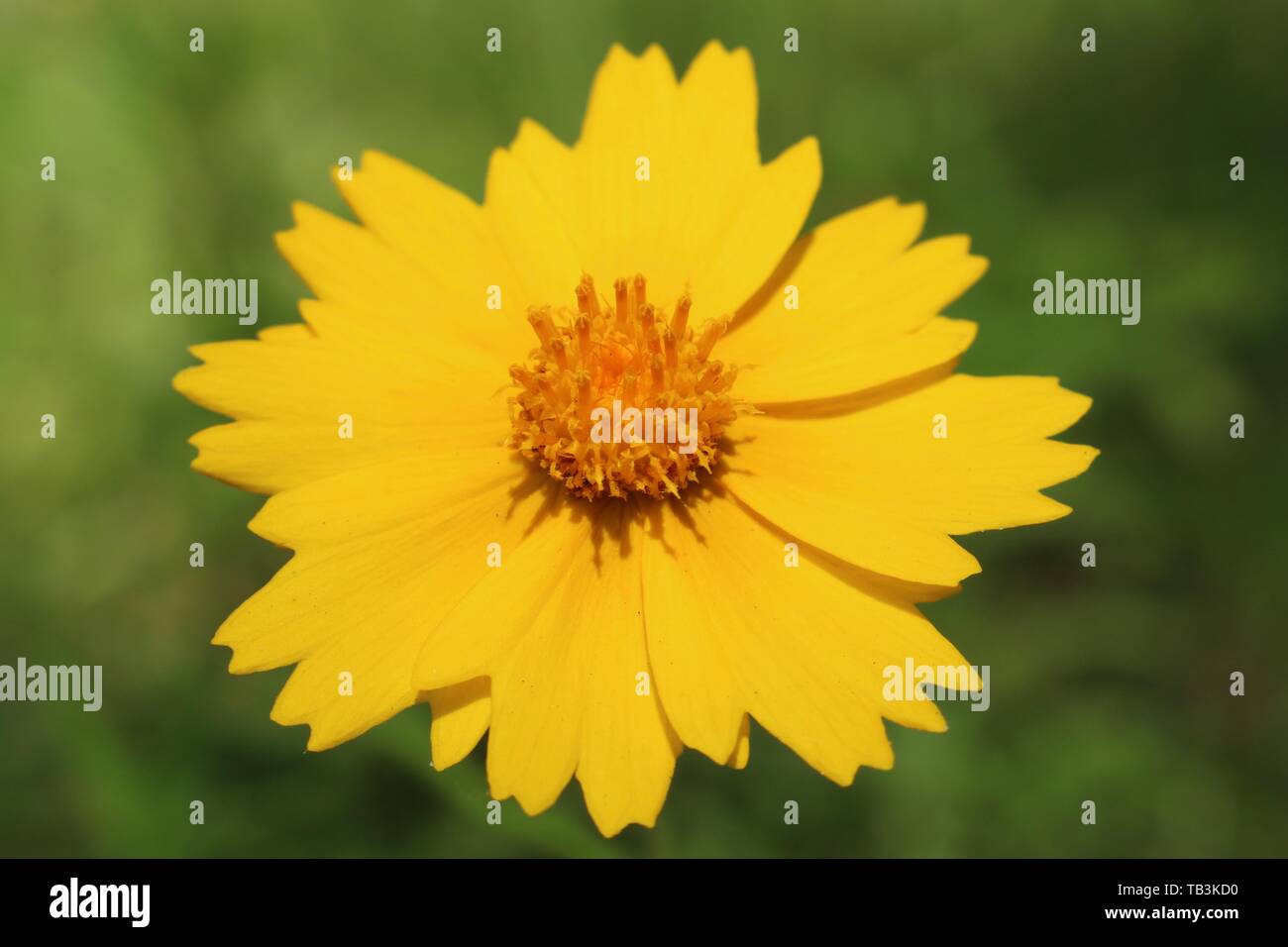 Makroaufnahme eines gelben Wildblumen in Texas Stockfoto