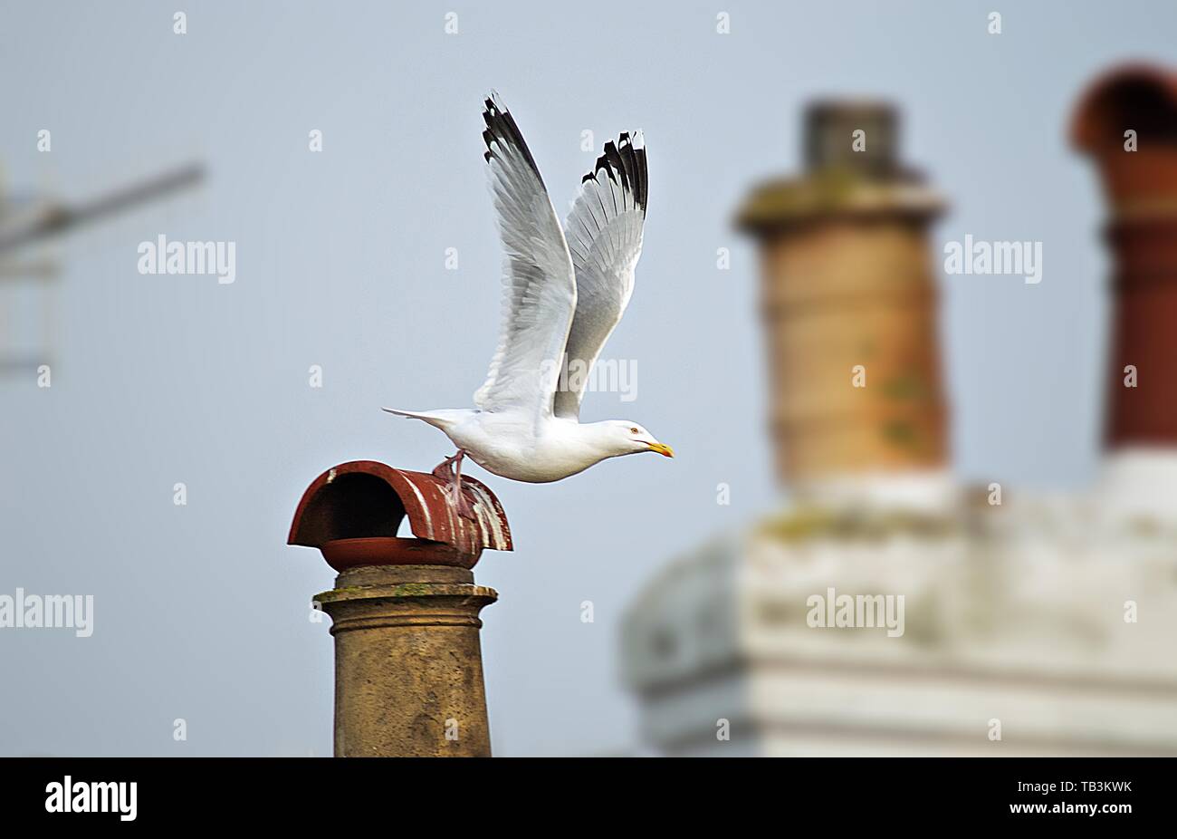 Silbermöwe die Flügel von Chimney Stockfoto