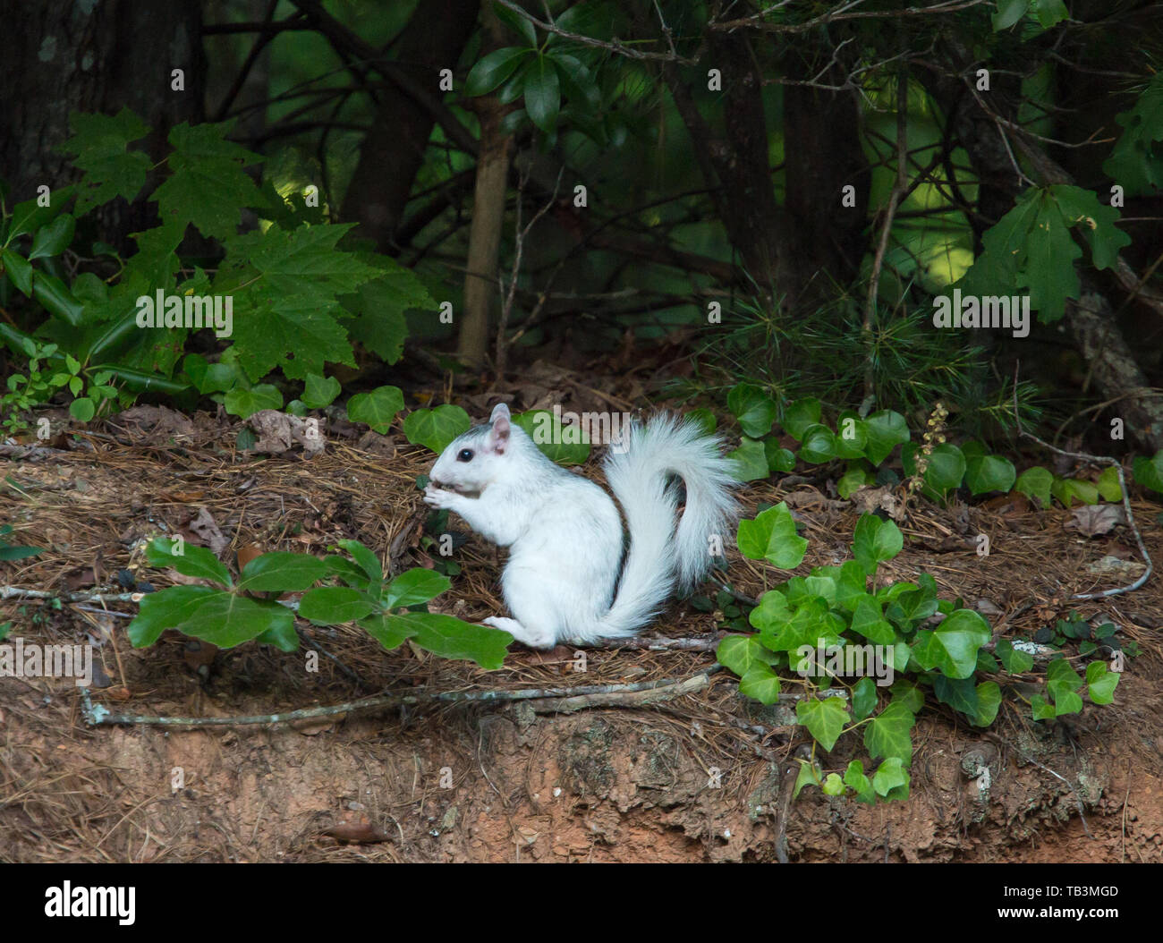 Eine weiße Eichhörnchen Pausen am Rande eines Waldes in Brevard, North Carolina. Die einzigartige Färbung ist nicht Albinismus (Hinweis dunkle Augen), aber eine genetische defe Stockfoto
