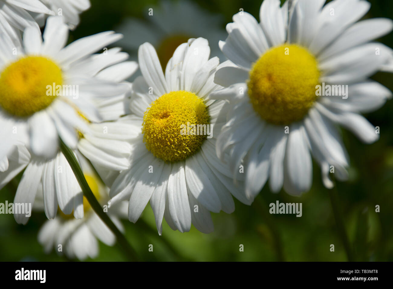 Nahaufnahme von drei weißen Becky daises Stockfoto