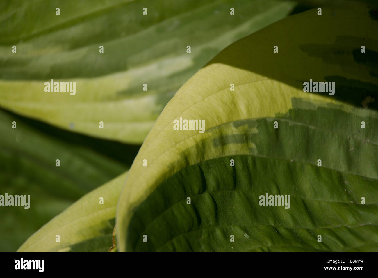 Nahaufnahme der Hosta Blatt Stockfoto