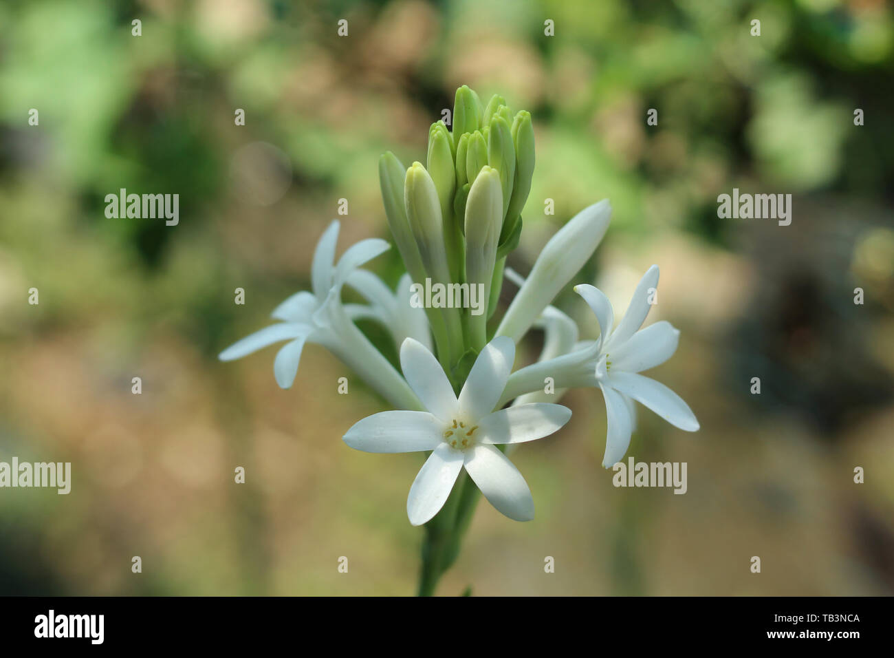 The Tuberose's Cage
