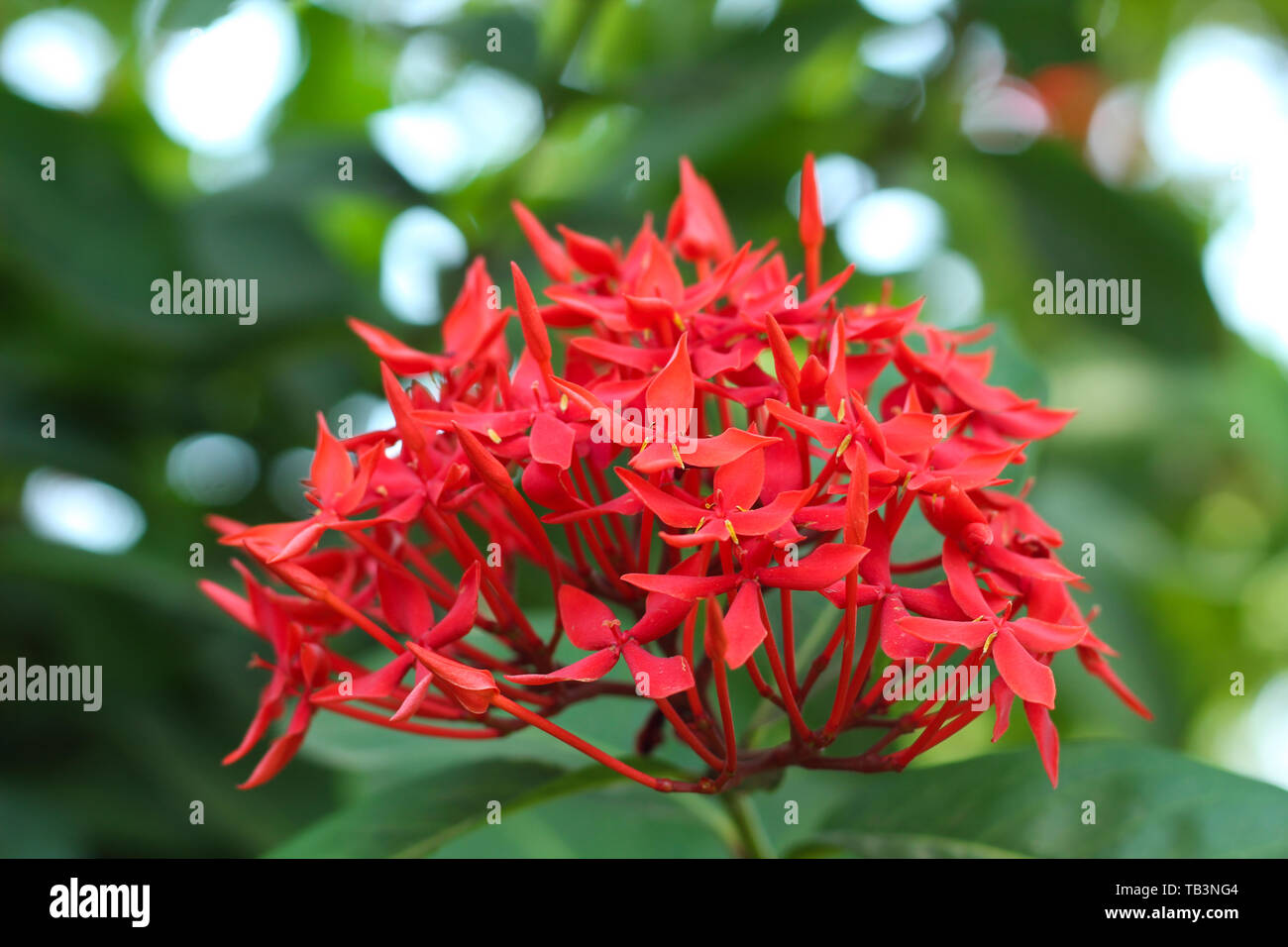 Rote Farbe Blume Nahaufnahme attraktive Natur Stockfoto