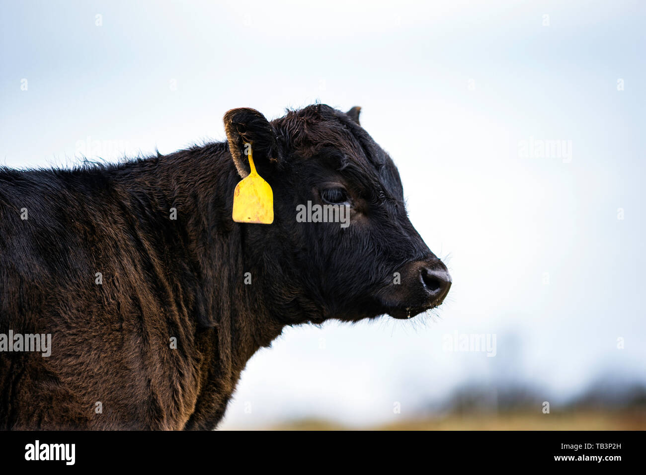 Black Angus Kalb mit gelben Ohrmarke nach rechts Stockfoto