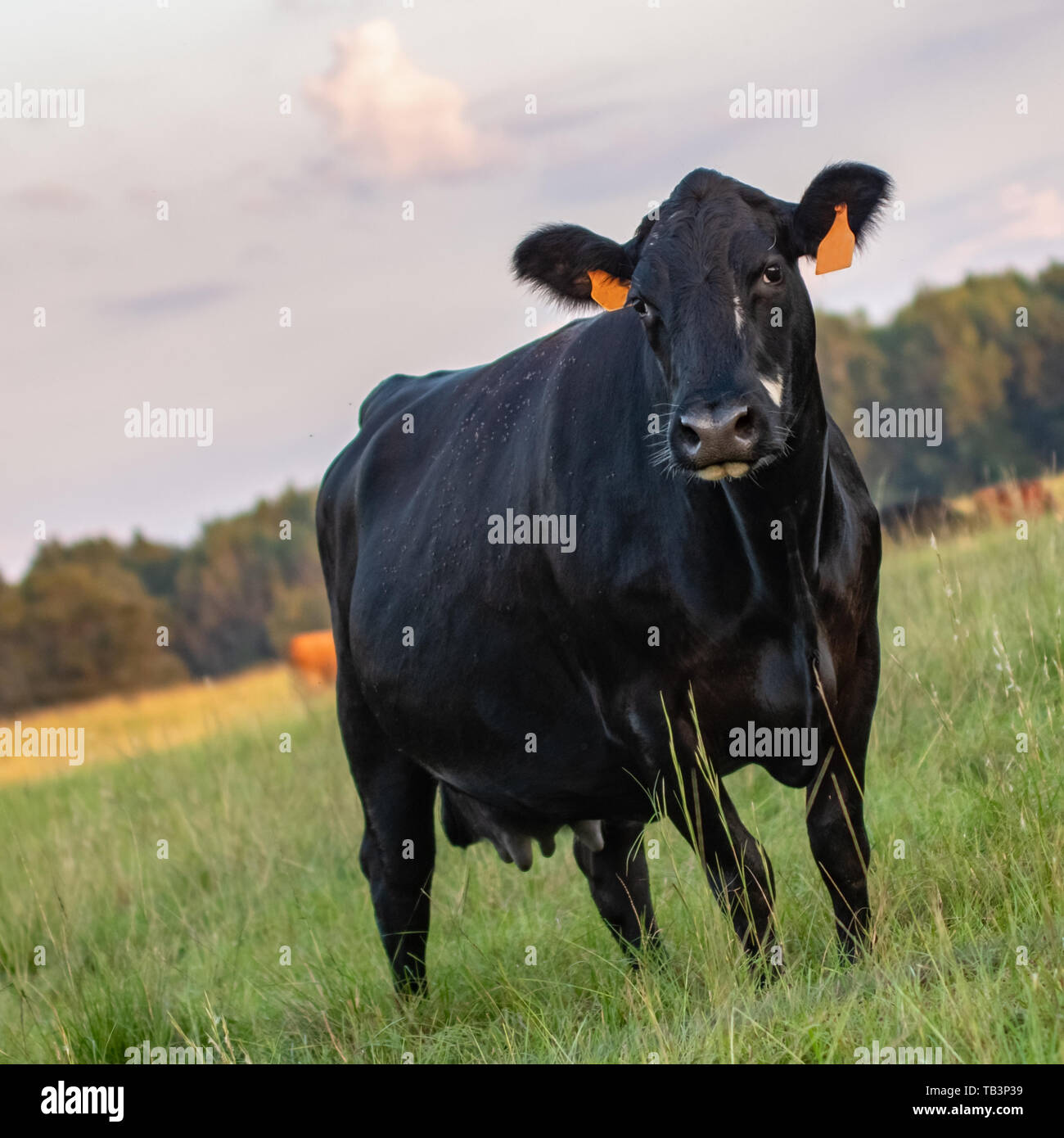 Single Angus entitled Brut Kuh in den Vordergrund mit dem Rest der Herde unscharf im Hintergrund. Quadratischen Format mit niederländischen neigen. Stockfoto