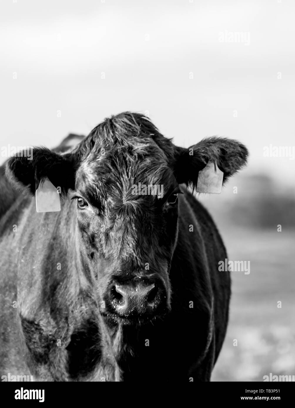 Black Angus Kuh an der Kamera schauen-auf mit out-of-focus Hintergrund im Hochformat Stockfoto