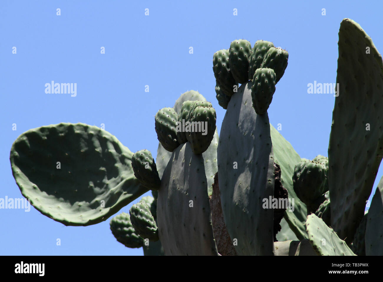 Feigenkakteen (Opuntia ficus-indica), Südafrika Stockfoto