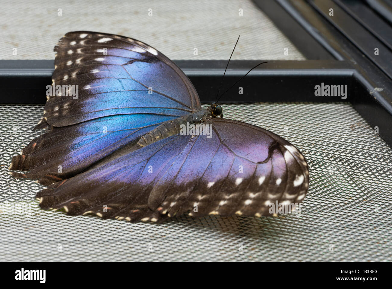 Blaue Morpho Schmetterling (Morpho peleides), close-up der Schmetterling Stockfoto