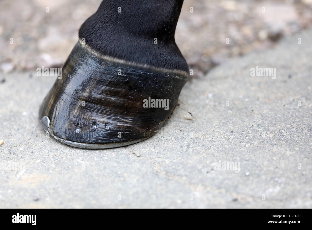 28.08.2018, Genshagen, Brandenburg, Deutschland - Huf mit seitlichen Nuten. 00 S 180828 D 542 CAROEX.JPG [MODEL RELEASE: NICHT ZUTREFFEND, PROPERTY RELEASE: NICHT Stockfoto