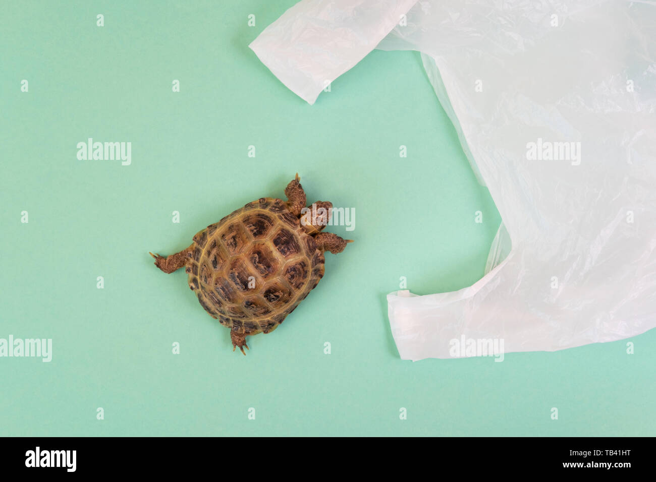 Turtle Tier kriecht in Plastikbeutel. Kunststoff Umweltverschmutzung und Eco-Konzept. Trend flach Stil Stockfoto