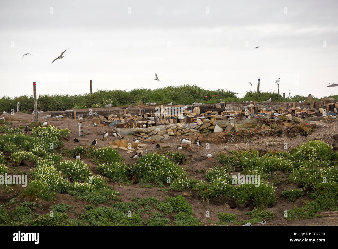 Coquet Insel schlendern auf der Northumberland Küste, ist ein rspb Vogelschutzgebiet und die Heimat von etwa 95% aller die Zucht Roseate Seeschwalben in der Britischen ist Stockfoto