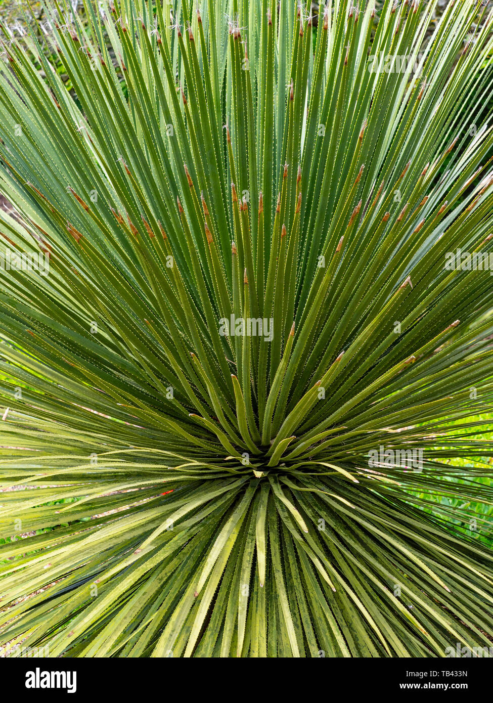 Dasylirion acrotrichum, die grosse Wüste Löffel wachsen in Norfolk Garten Stockfoto