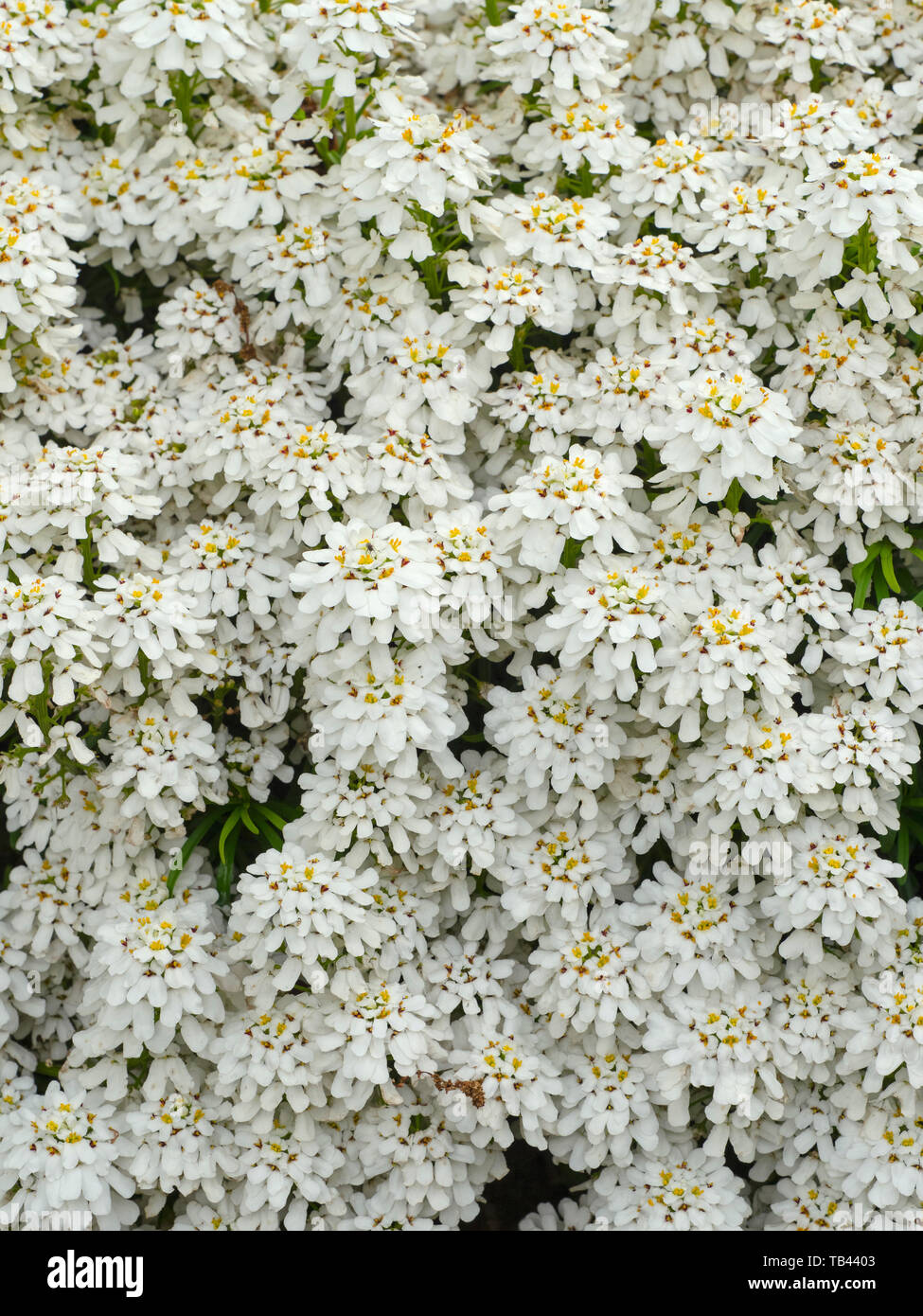 Immergrüne Schleifenblume Iberis sempervirens Stockfotografie Alamy