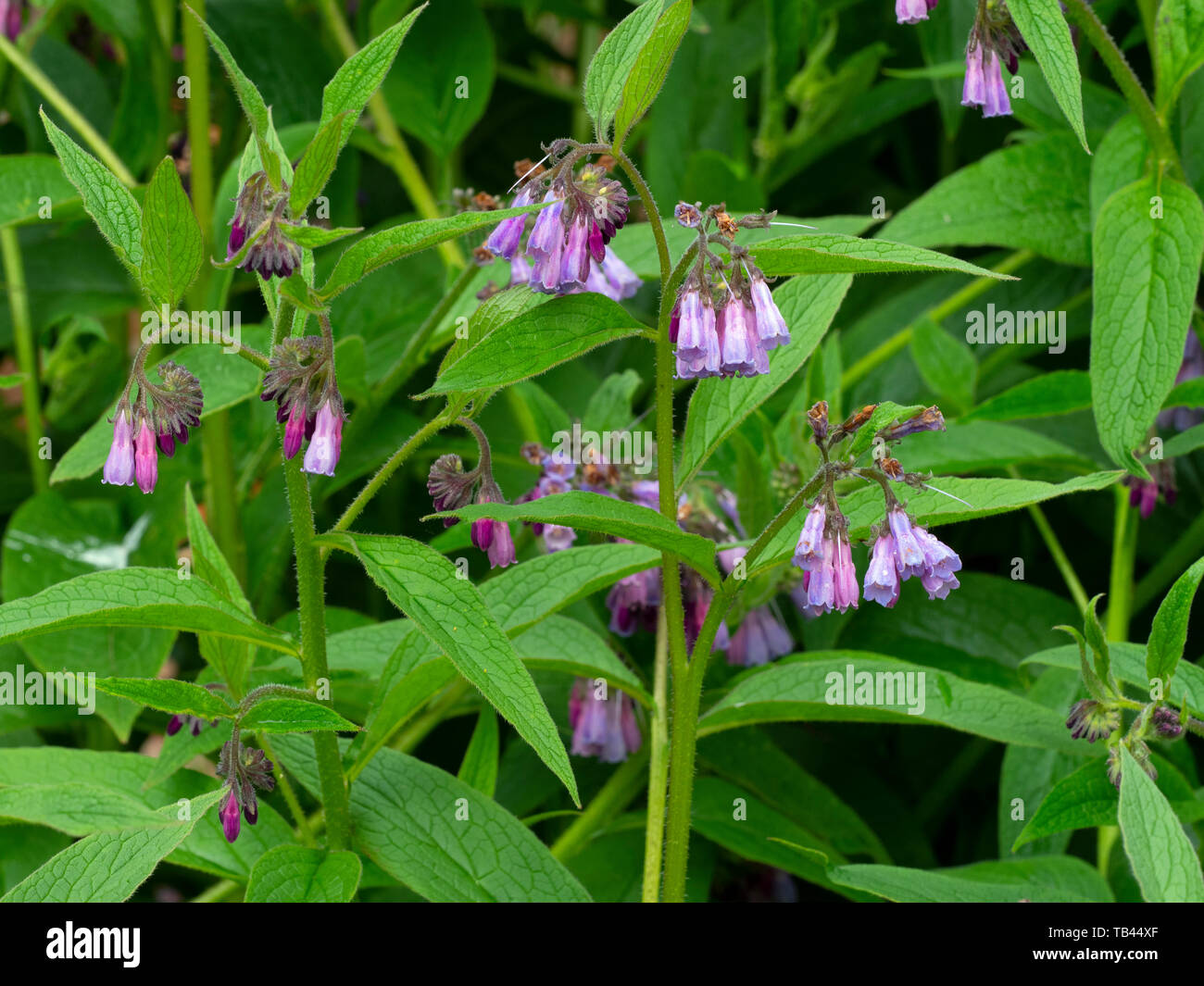 Russische beinwell - Symphytum x uplandicum Stockfoto