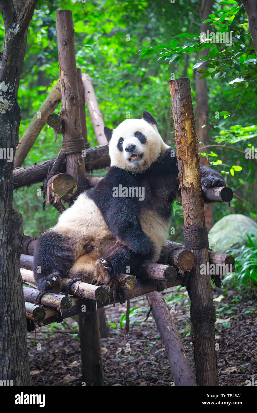 Panda liegend auf Holz in Chengdu, Provinz Sichuan, China Stockfoto