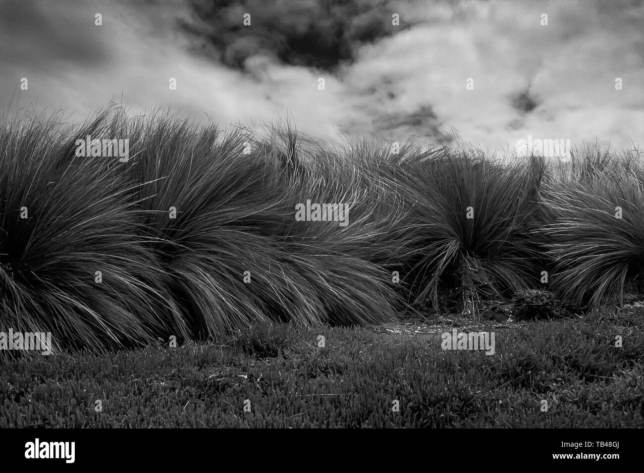 Starker Wind in tussock Gras mit bedrohlichen Wolken im Hintergrund, dass ein Gewitter, Victoria, Australien erwarten. Schwarz und Weiß. Stockfoto