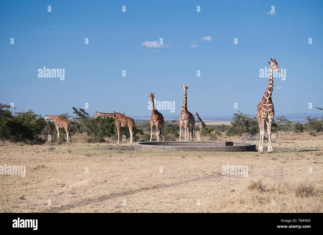 Kleine Herde vernetzter Giraffen (Giraffa camelopardalis reticulata) an einem künstlichen Wasserloch Stockfoto