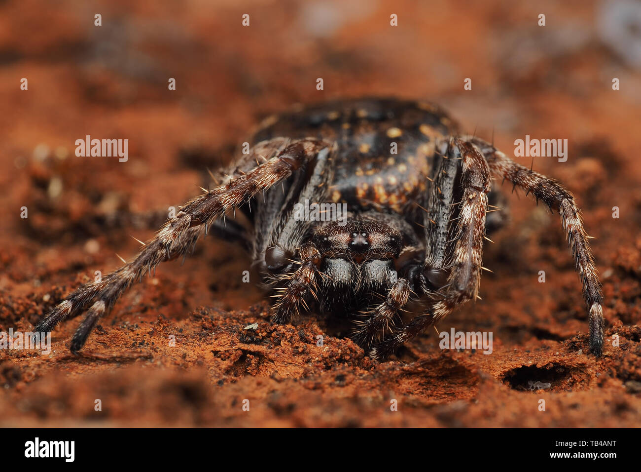 Vorderansicht der Walnuß-Orb-weaver Spider (Nuctenea umbratica) ruht auf der Innenseite der Baumrinde. Tipperary, Irland Stockfoto