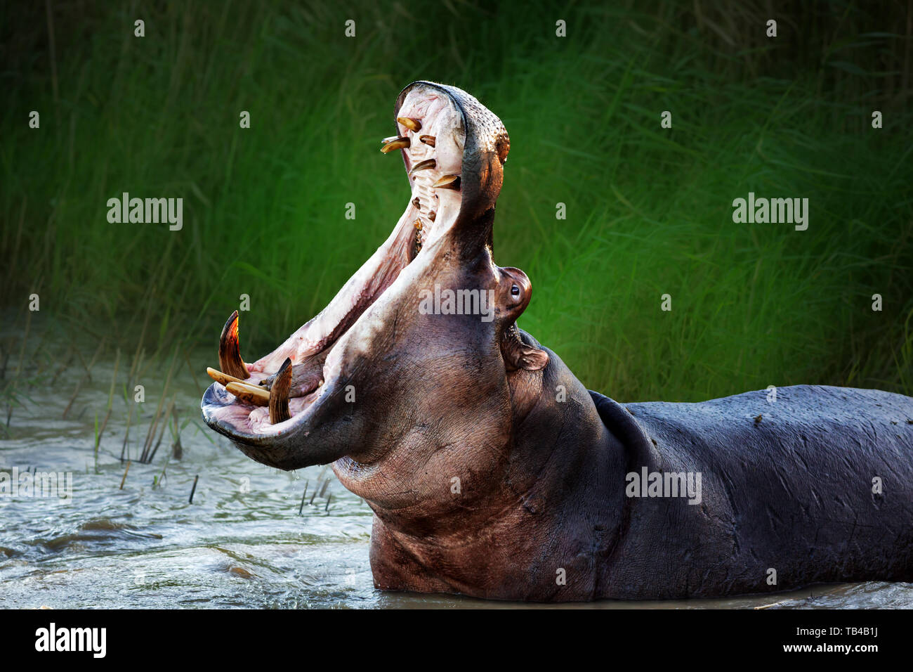 Wütend hippopotamus angezeigte Dominanz im Wasser mit einem weit geöffneten Mund. Hippopotamus amphibius Stockfoto