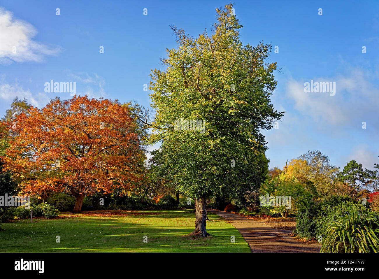 Großbritannien, South Yorkshire, Sheffield, Botanical Gardens, Bäume und Sträucher in den unteren Rasenflächen. Stockfoto