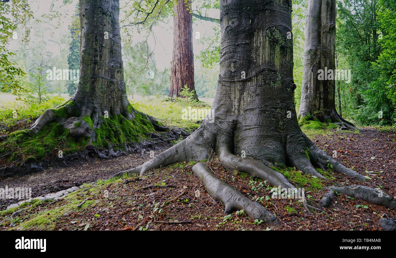 Nahaufnahme der Details und der komplexen Natur des freigelegten Wurzelsysteme von zwei sehr alte Bäume in Europa. Stockfoto