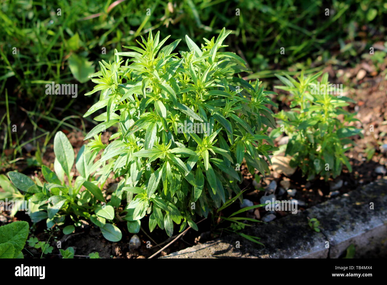 Gemeinsame snapdragon oder Antirrhinum majus oder Snapdragon krautige Stauden Zierpflanzen blühende Pflanze mit Hellgrün spiralförmig weitgehend arrangiert Stockfoto