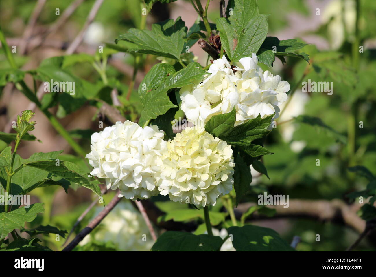 Gefüllte Schneeball, oder Viburnum opulus Roseum oder oder Steril oder Schneeball Baum oder Wasser Elder oder Krampf Rinde oder Europäischen cranberrybush blühende Pflanze Stockfoto