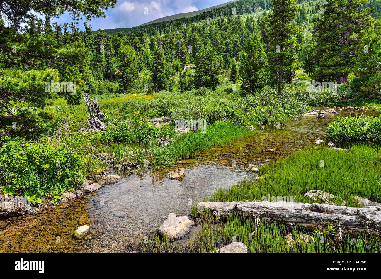 Clear Mountain Creek mit kaltem Wasser durch ein grünes Tal am sonnigen Sommertag fließende, Altai Gebirge, Russland. Hang des Hügels Stockfoto