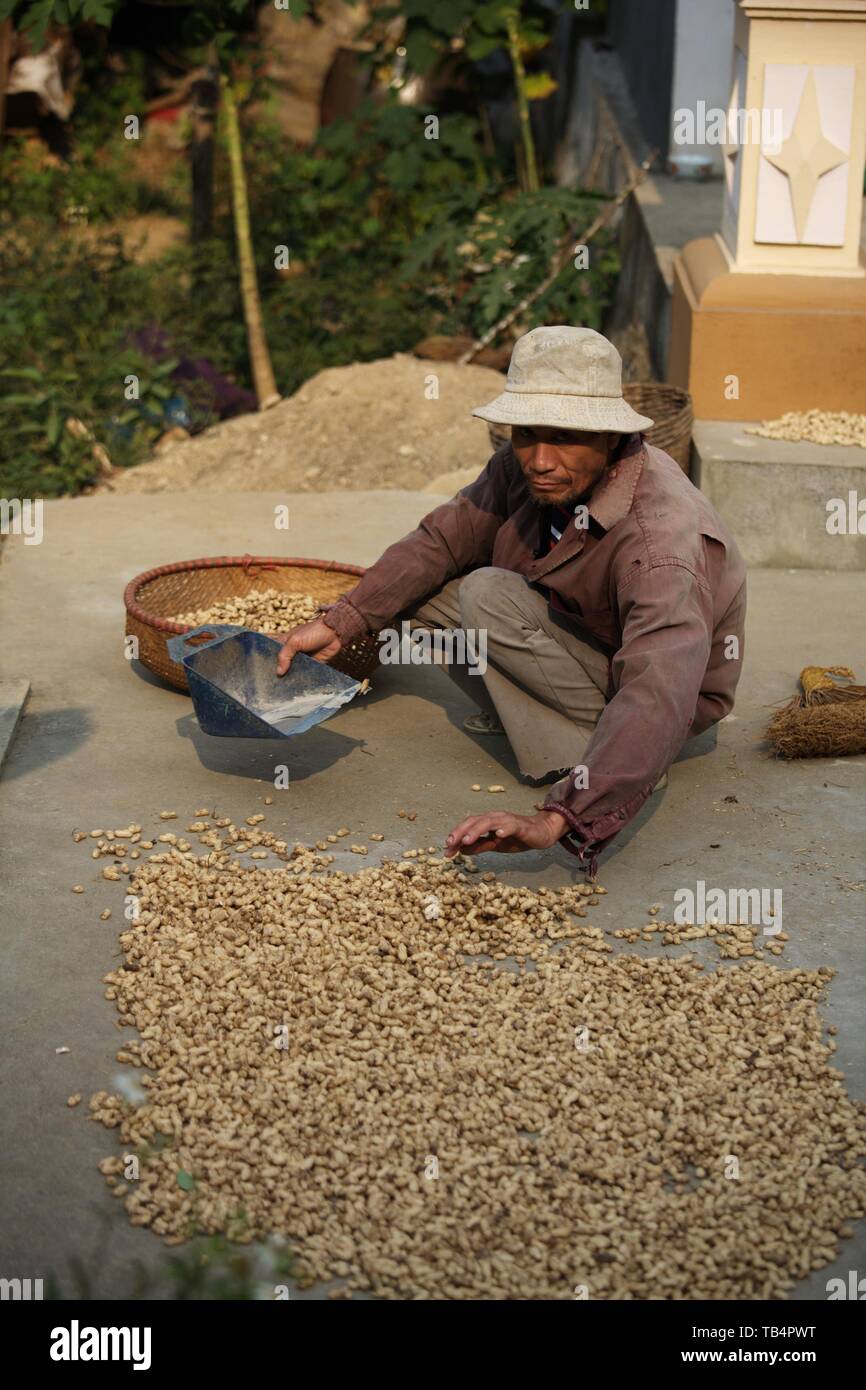 Mann Sortierung Erdnüsse, Insel Cat Ba Stockfoto