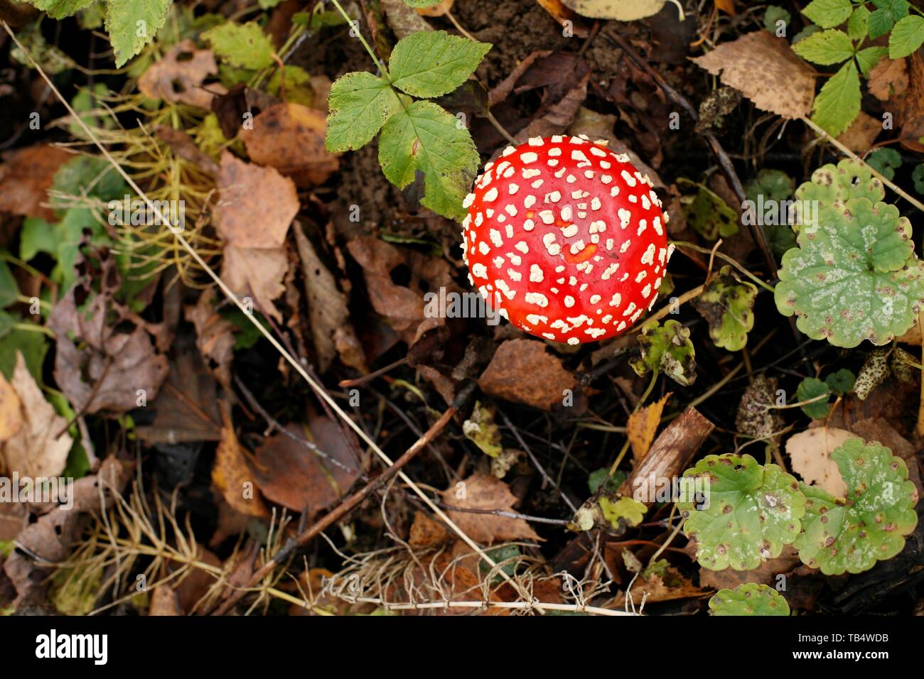 Fliegenpilz Stockfoto