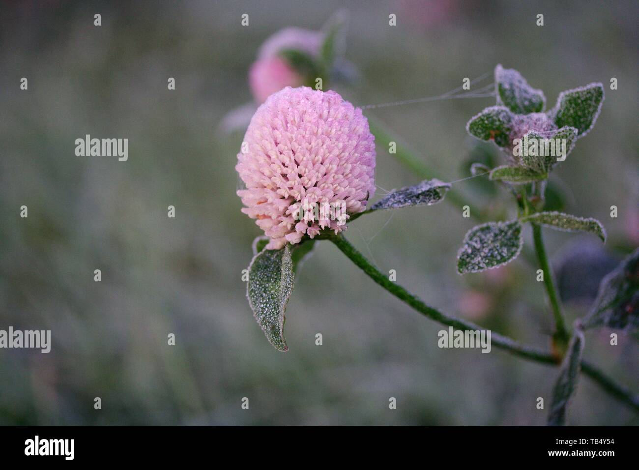 Klee in der Morgendämmerung Stockfoto