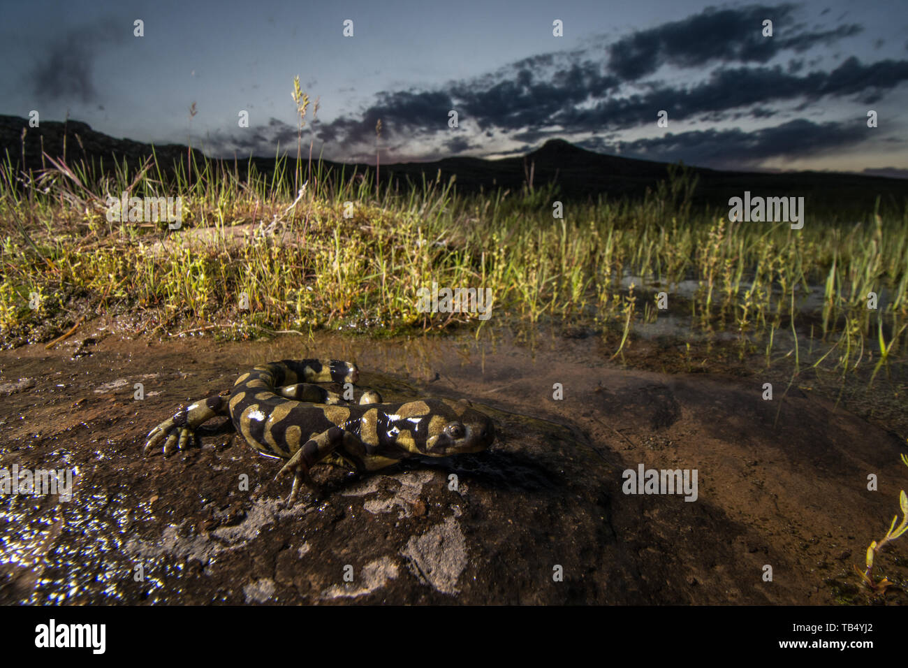 Tiger salamander (Ambystoma mavortium mavortium) von Jefferson County, Colorado, USA, abgehalten. Stockfoto