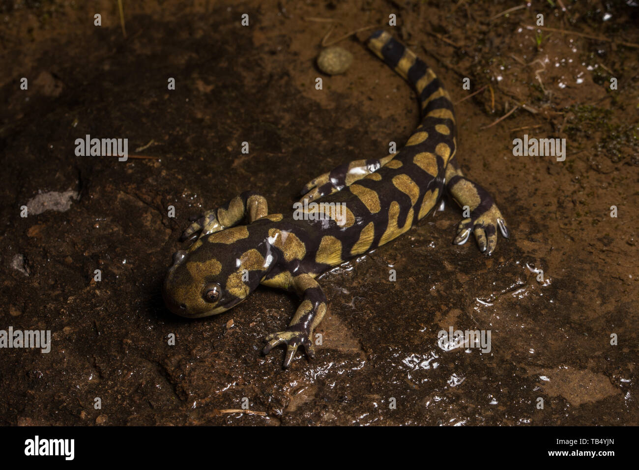 Tiger salamander (Ambystoma mavortium mavortium) von Jefferson County, Colorado, USA, abgehalten. Stockfoto