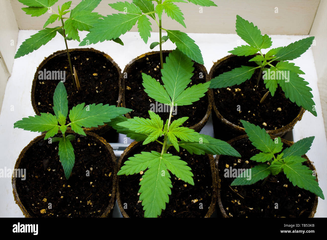 Junge Cannabis Pflanzen - auch als Marihuana bekannt. Mit psychoaktiven chemischen THC, sowie andere Cannabinoide. Stockfoto Junge Cannabis Pflanzen - auch als Marihuana bekannt. Mit psychoaktiven chemischen THC, sowie andere Cannabinoide. Stockfoto