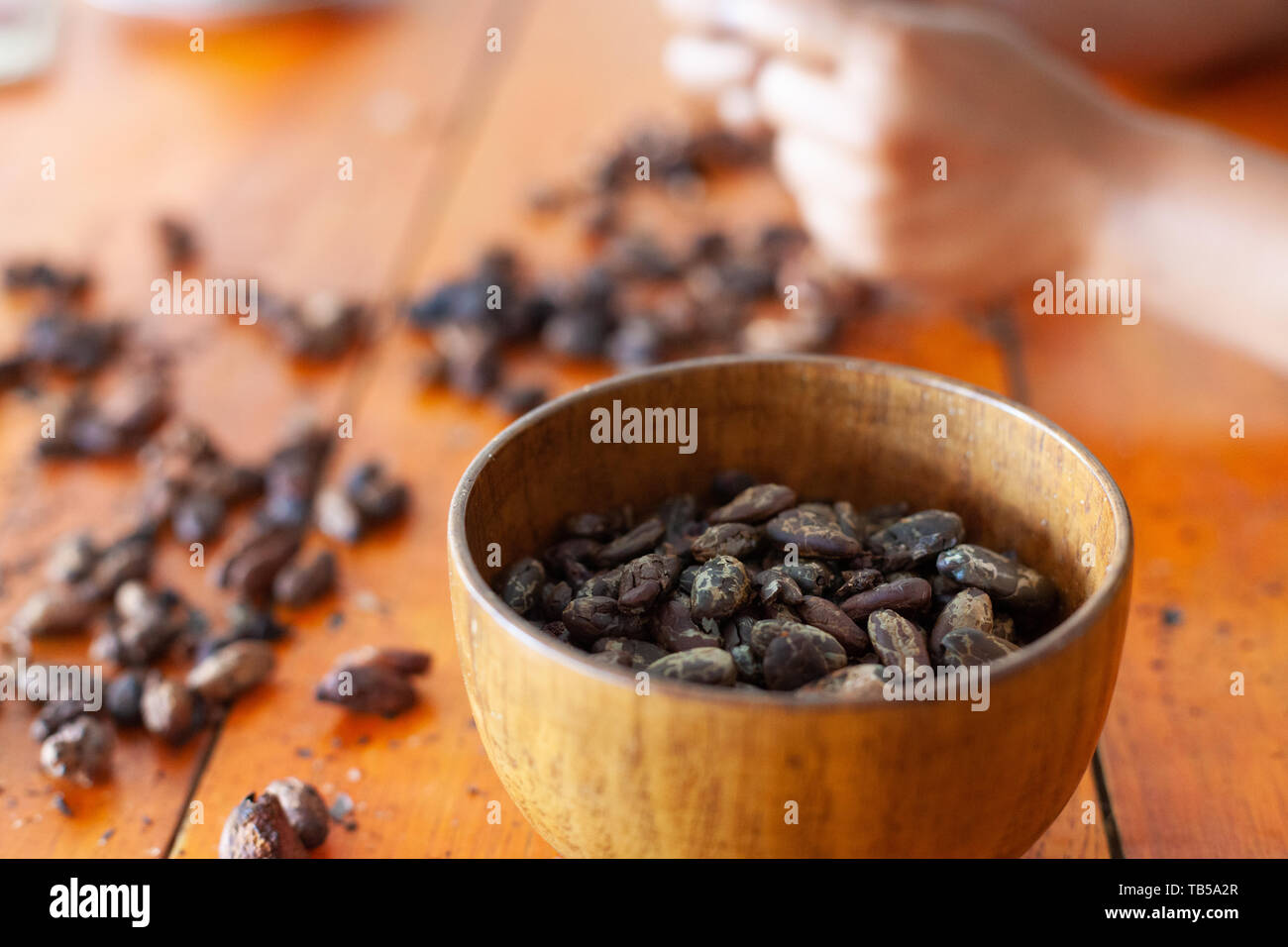 Rissbildung und deshelling geröstete Kakao (Theobroma cacao) Bohnen von Hand (WORFELN) Stockfoto