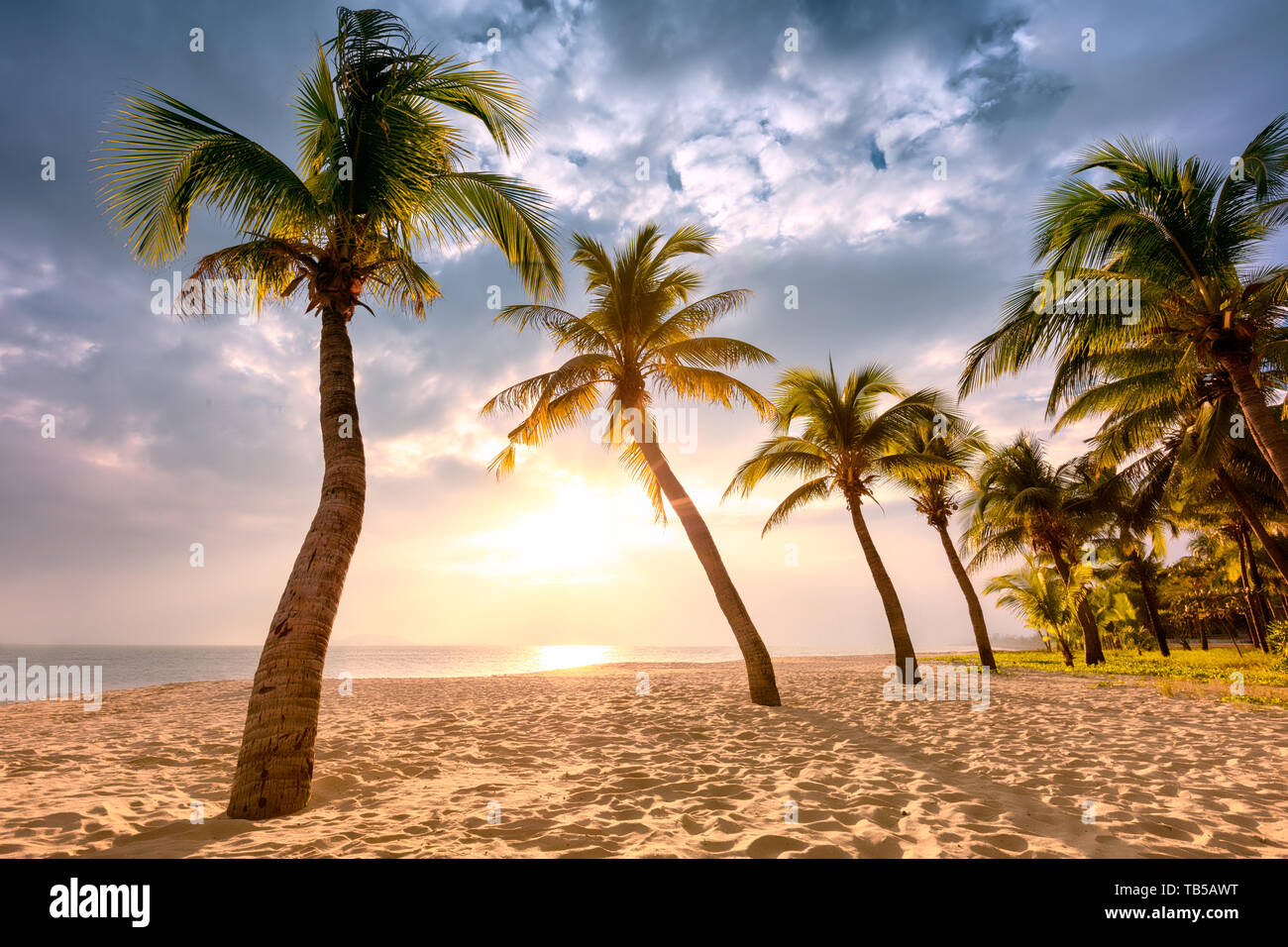 Kokospalmen gegen Sonnenuntergang Stockfoto